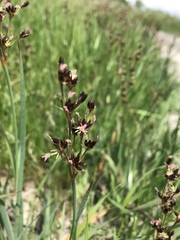 Juncus xiphioides
