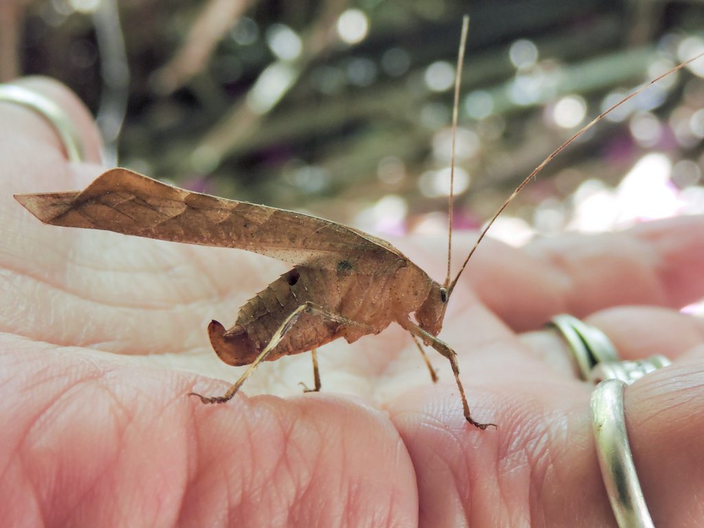 Insara intermedia