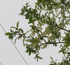 Salix lucida