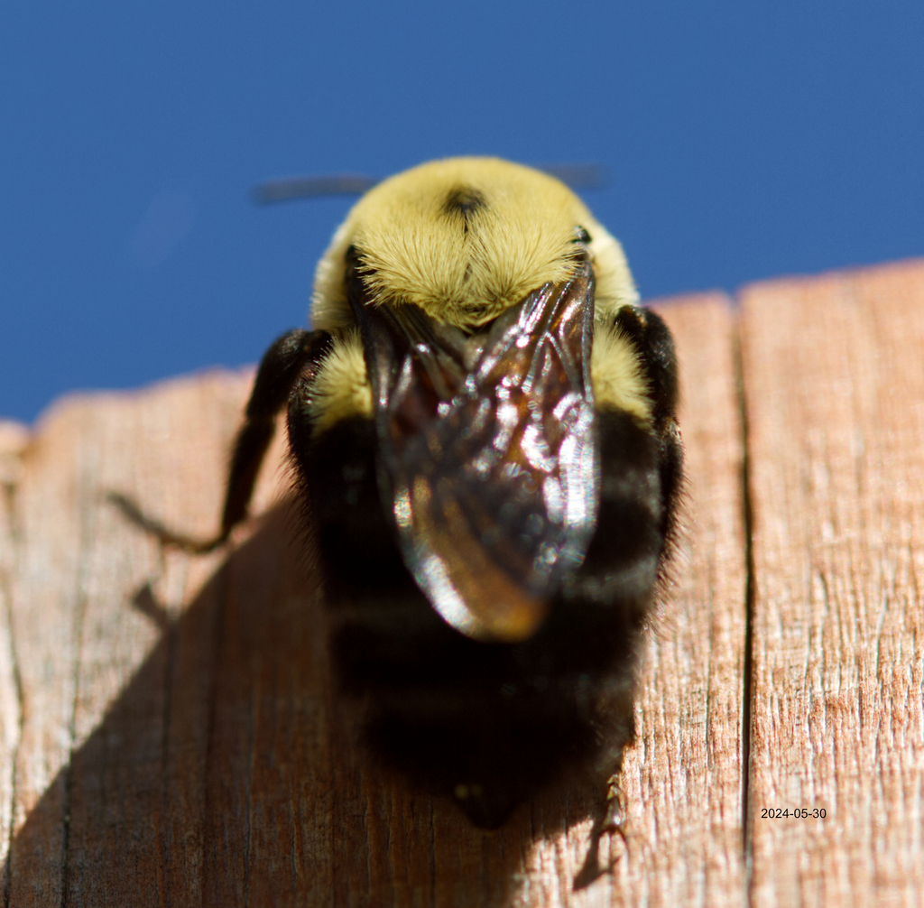 Bumble Bees in May 2024 by Michel Goulet · iNaturalist