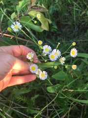 Erigeron vernus