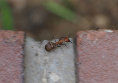 Camponotus nicobarensis
