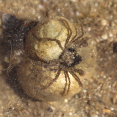 Halicarcinus