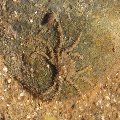Hymenosomatidae