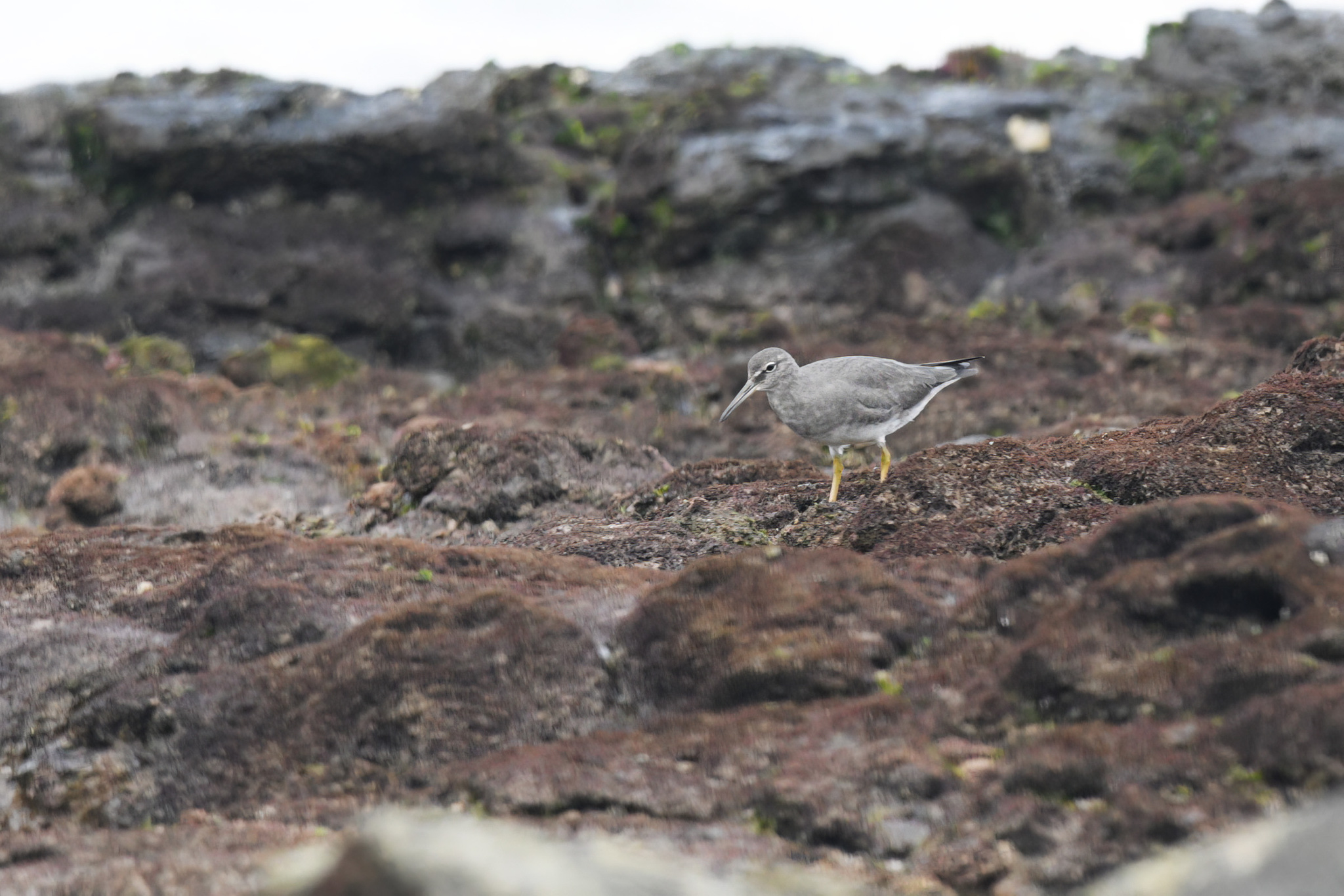 Wandering Tattler