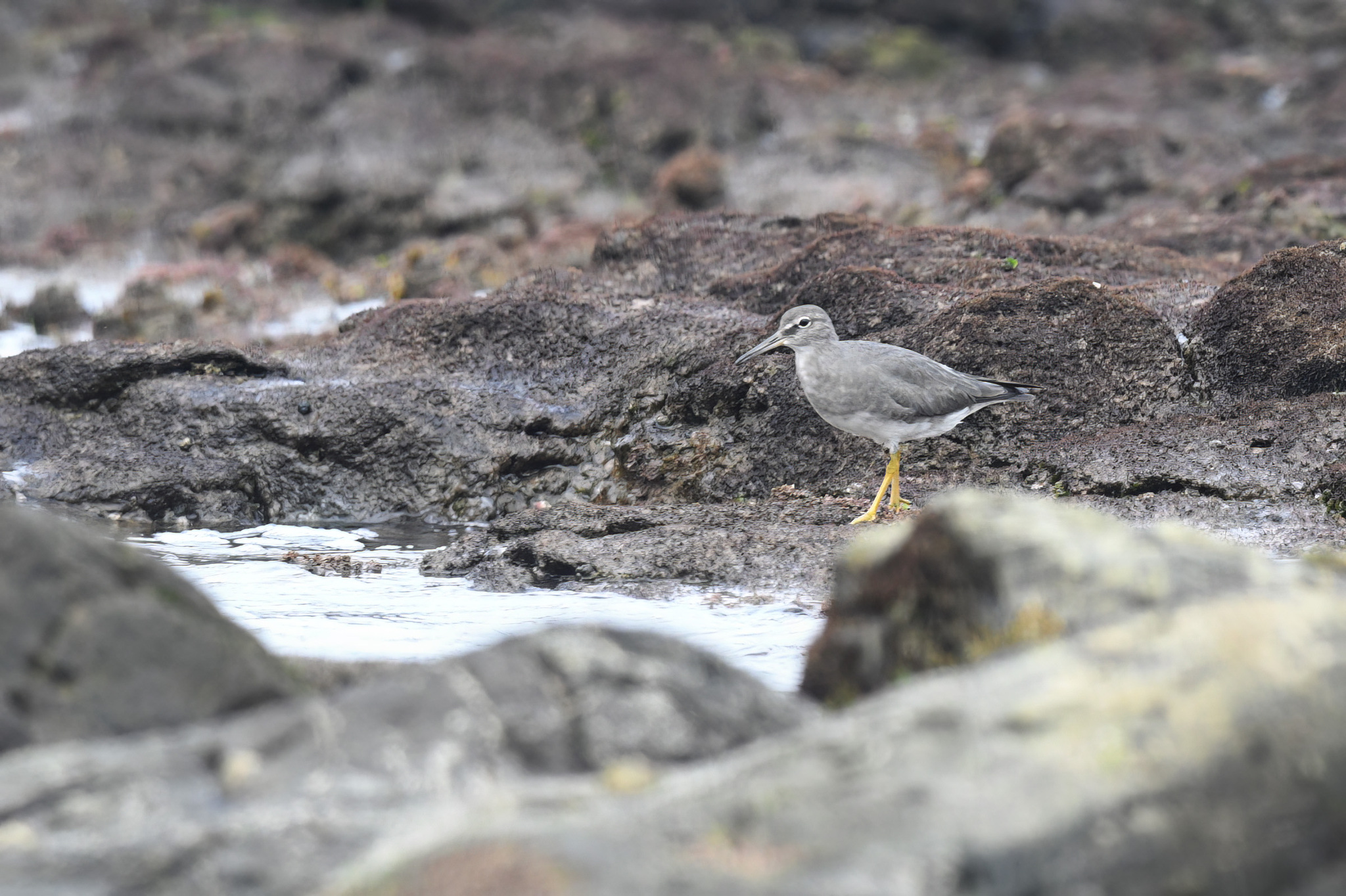 Wandering Tattler
