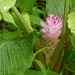 Curcuma pseudomontana - Photo (c) Dinesh Valke,  זכויות יוצרים חלקיות (CC BY-SA)