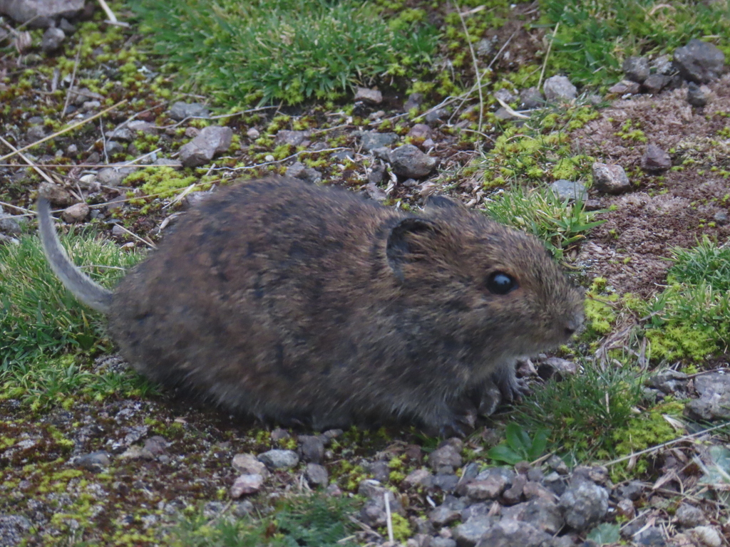Afroalpine Vlei Rat