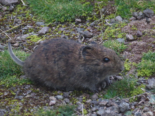 Afroalpine Vlei Rat (Otomys orestes) — Data Deficient Mammalia