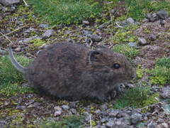 Afroalpine Vlei Rat photo 1
