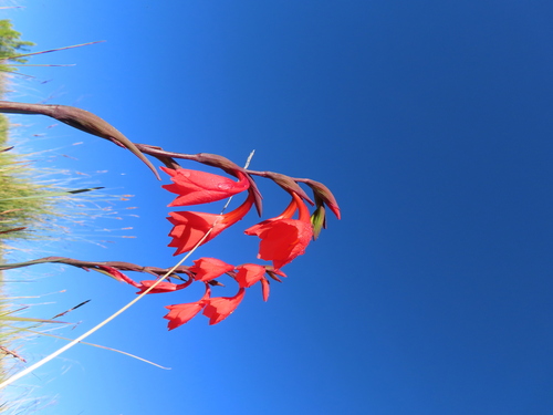 Image of Rift Gladiolus (Gladiolus watsonioides) by (c) ecovore, some rights reserved (CC BY)
