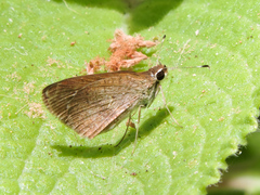 Synapte pecta