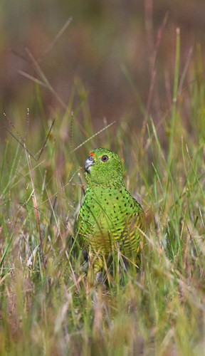 Ground Parrot (Pezoporus wallicus), photo 4