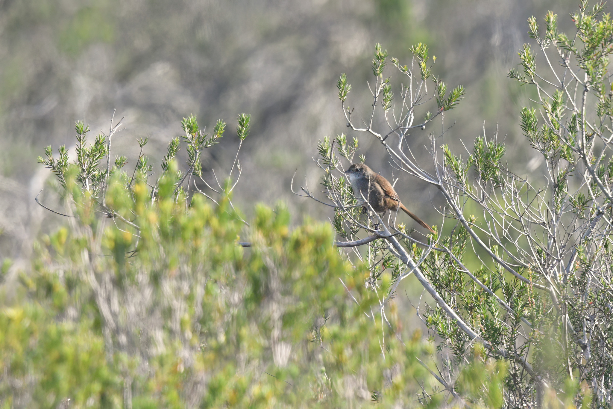 Eastern Bristlebird (Dasyornis brachypterus), photo 1
