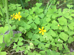 Oxalis suksdorfii