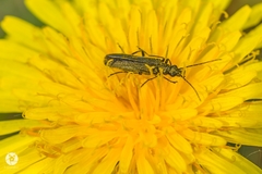Oedemera virescens