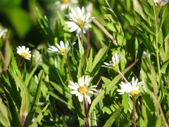 Jaegeria bellidiflora