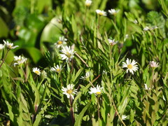 Jaegeria bellidiflora