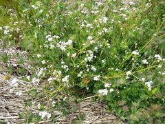 Galium trifidum columbianum