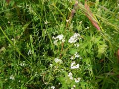 Galium trifidum columbianum