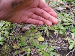 Plantago raoulii