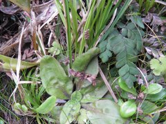 Plantago raoulii