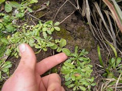 Plantago raoulii