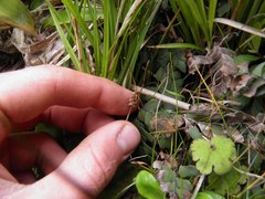 Plantago raoulii
