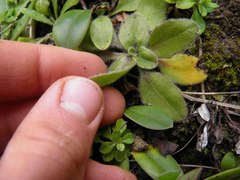 Plantago raoulii