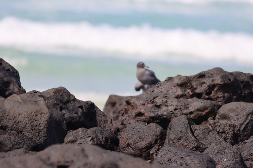 Lava Gull (Leucophaeus fuliginosus), photo 8