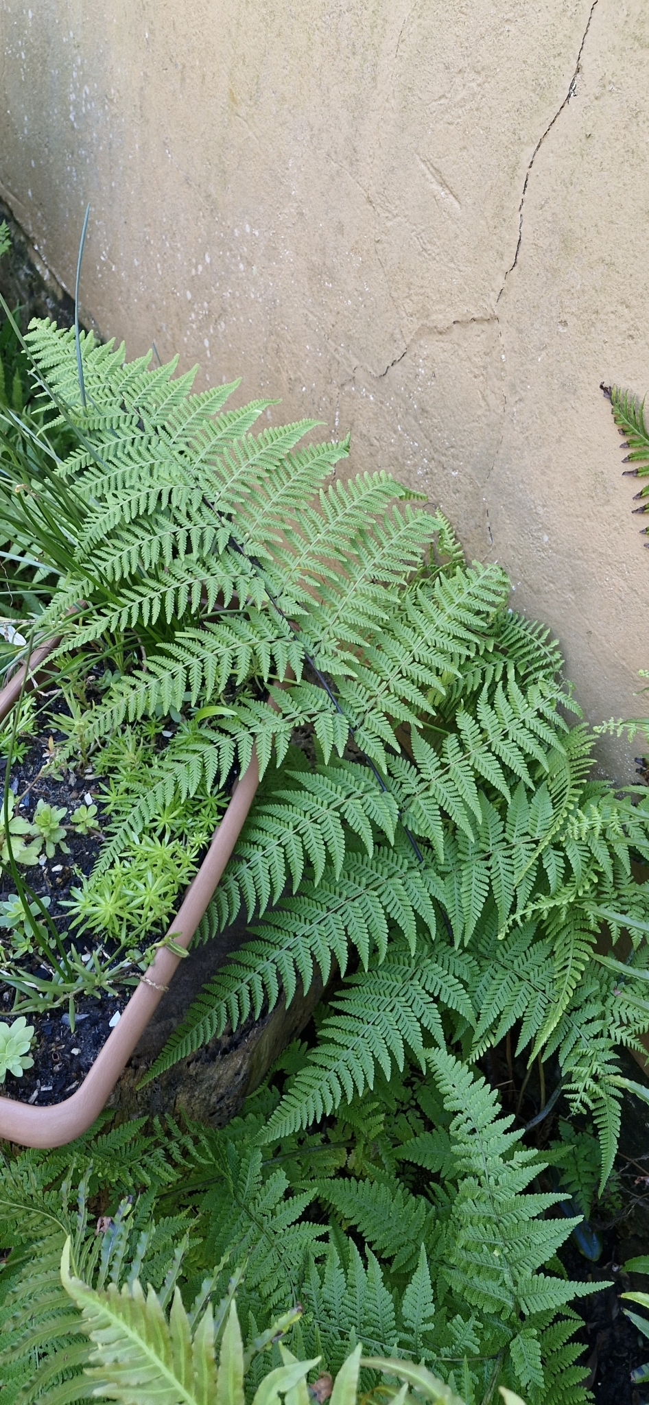 Macrothelypteris torresiana