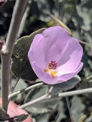 Malacothamnus gracilis