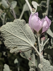 Malacothamnus gracilis