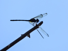 Dythemis