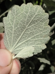 Malacothamnus gracilis