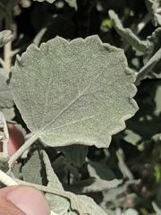 Malacothamnus gracilis