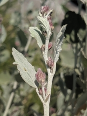 Malacothamnus gracilis