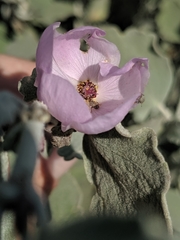 Malacothamnus gracilis