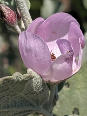 Malacothamnus gracilis