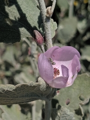 Malacothamnus gracilis