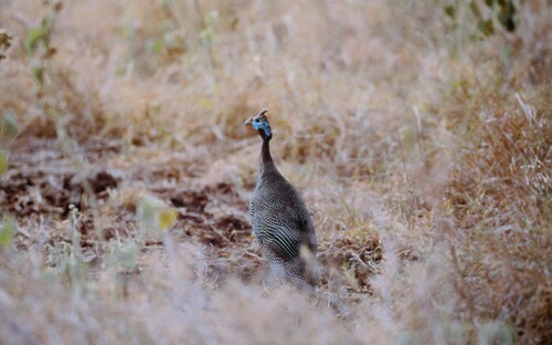 Helmeted Guineafowl