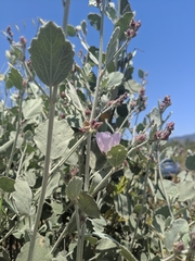 Malacothamnus gracilis