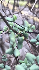 Argyrochosma microphylla