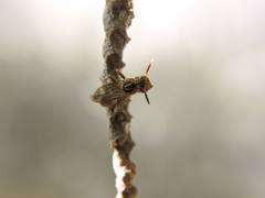 Mischocyttarus angulatus