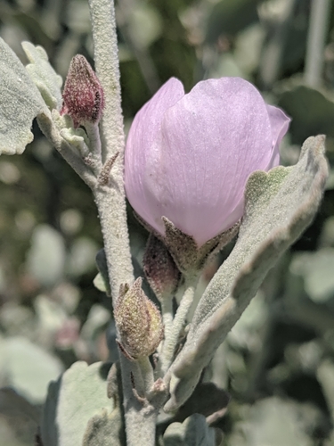 Image of Malacothamnus jonesii by no rights reserved