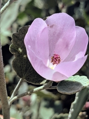 Malacothamnus gracilis