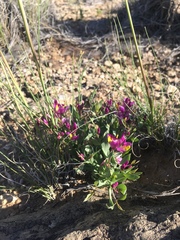 Rhinotropis subspinosa