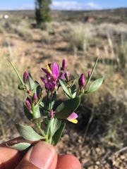 Rhinotropis subspinosa