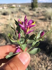 Rhinotropis subspinosa
