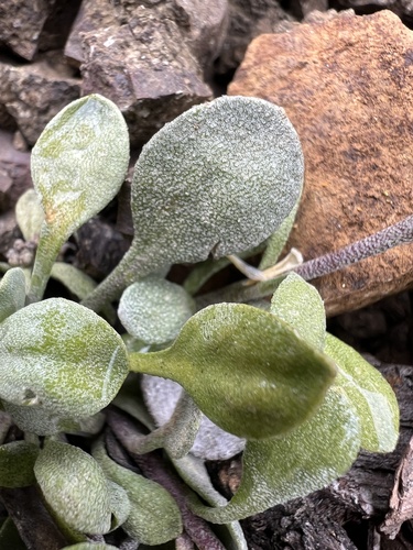 Image of Physaria alpestris by no rights reserved